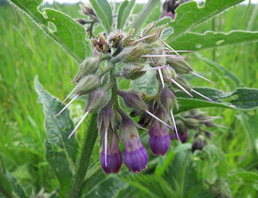 gavez, lekovito bilje, lekovite biljke, autor AnRo0002 Viki